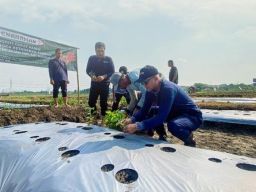 Tanam 1 Juta Bibit Cabai Jadi Salah Satu Cara Kendalikan Inflasi  