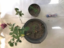 Empat Pot Pohon Ganja Ditemukan di Rumah Terduga Pengedar Narkoba 