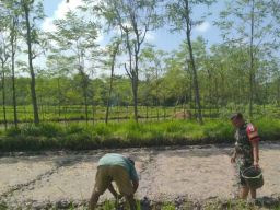 Peduli Petani Babinsa Bantu Menyemai Bibit Padi