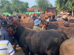Jelang Idul Adha, PPSDS Jatim: Kebutuhan Sapi Kurban Meningkat