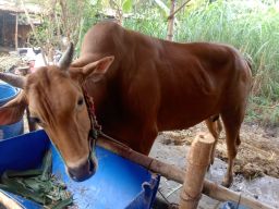 Sebut Kebutuhan Sapi Kurban Meningkat, PPSDS Jatim Ragukan Data Disnak