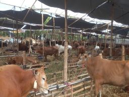 Komisi B DPRD Surabaya Dorong Stikerisasi Lapak Hewan Kurban