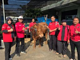 Tiga Pilar PDIP Surabaya Gotong Royong Potong 15 Sapi Kurban di RPH Pegirian