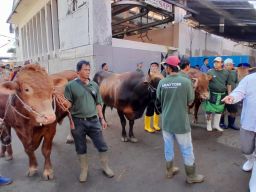 Walikota Surabaya Salurkan Puluhan Hewan Kurban, Dirut RPH: Beratnya Mencapai 1 Ton 