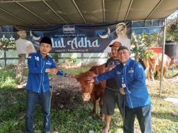 Iduladha 1445 H, Demokrat Surabaya Sembelih Tiga Ekor Sapi Kurban dan Satu Ekor Kambing 