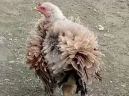 Dipercaya Dapat Mendatangkan Hoki Ayam Berbulu Terbalik 