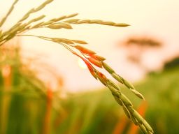 Ilmu Padi dan Menyala Abangku: Memahami Makna di Balik Istilah Viral di Media Sosial