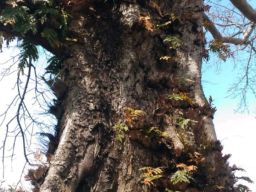 Meski Berusia Ratusan Tahun Pohon Randualas di Pemalang Masih Tegak Jemawa Berdiri