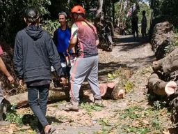 Beberapa Pohon Tumbang Disertai Atap Rumah Beterbangan Gegera Angin Kencang di Pemalang