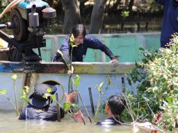 Lanudal Juanda Bersama Mahasiswa Universitas Hang Tuah Tanam Ribuan Bibit Mangrove
