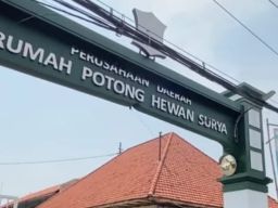 Viral Video Stunning Sapi BX, PD RPH Surabaya Tertibkan PT dan CV Pemasok Sapi BX