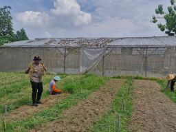 Gelorakan Swasembada Pangan Polresta Sidoarjo Rangkul Bumdes