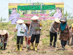Swasembada Pangan, Tanam Jagung di Lahan Kosong