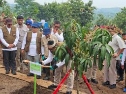 Jaga Kelestarian Lingkungan, Wamen Kehutanan Melakukan Penanaman Pohon di Gunung Tilu