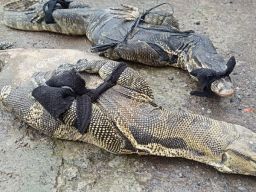 Dua Biawak Besar Jatuh Dari Plafon Rumah di Pemalang, Ramai - ramai Diburu Warga