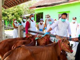 Jawa Timur Status Darurat PMK!