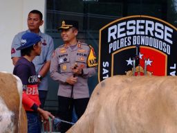 Full Senyum Tiga Ekor Sapi yang Hilang Kembali ke Pemiliknya