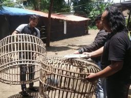 Tindaklanjuti Laporan Warga Arena Sabung Ayam Dibongkar