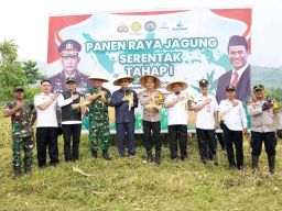 Dukung Ketahanan Pangan Nasional, Pemkab Bersama Polres Bondowoso Panen Raya Jagung