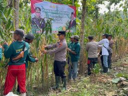 Polisi dan Kelompok Tani Banyuwangi Panen Jagung Wujudkan Ketahanan Pangan