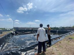 Dukung Ketahanan Pangan, Polsek Sedati Cek Budidaya Udang Intensif di Banjar Kemuning