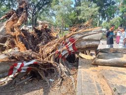 Pohon Beringin Tua di Pemalang Renggut Tiga Nyawa, Pemkab Lebih Teliti Lakukan Pemeliharaan