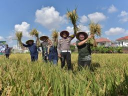 Surabaya Panen Raya Padi, Hasil Tembus 8,8 Ton per Hektare