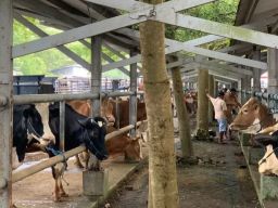 Menjelang Iduladha, Jawa Timur Masih Darurat PMK