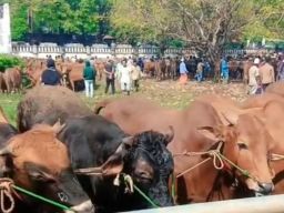 Harga Sapi Kurban Naik Rp4 Juta, Pedagang di Surabaya Keluhkan Stok Menipis