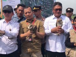 Atasi Hama Tikus Petani Majalengka Terima Bantuan Burung Hantu dari Presiden Prabowo