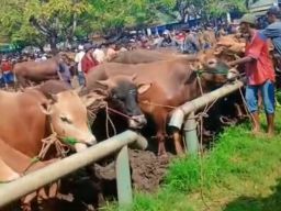 PPSDS Jatim Soroti Krisis Sapi Kurban, Sebut Jawa Timur Darurat Pasokan