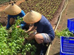 Napi Berkebun, Urban Farming Warga Binaan Budidaya Kangkung