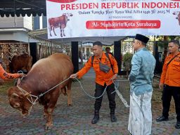 Wali Kota Eri Serahkan Sapi Kurban Bantuan Presiden di Masjid Al-Muhajirin