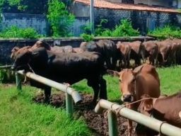 Polemik Sapi Kurban di Jatim: Data Pemerintah Dipertanyakan Pedagang