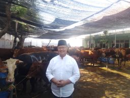 Lonjakan Jasa Potong Kurban di PT RPH Surabaya, Tembus 190 Ekor Sapi