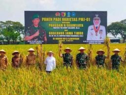 Khofifah Panen Padi di Lamongan, Dorong Sinergi TNI-Pemda Perkuat Ketahanan Pangan