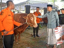 Pemkot Surabaya Salurkan 91 Ekor Sapi Kurban, Satu Bantuan Presiden Prabowo