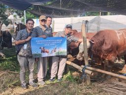 14 Sapi Kurban Perumda Surya Sembada untuk Warga Surabaya