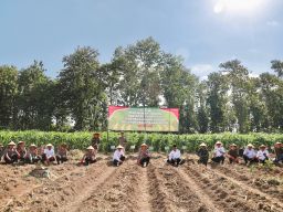 Penanaman Jagung Serentak Kuartal III di Jember, Dorong Pemanfaatan Lahan Perhutanan Sosial