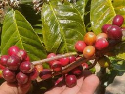 Bibit Kopi Robusta dan Arabica Banyak Dikembangkan Petani Lereng Gunung Slamet Pemalang