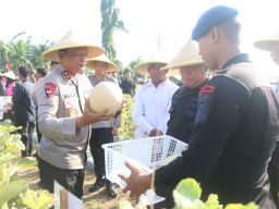 Brimob Polda Jatim Panen Melon dan Semangka, Dukung Program Ketahanan Pangan Nasional