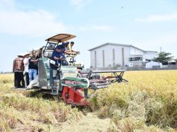 Hari Tani Nasional Bupati Eman Panen Padi, Majalengka Surplus
