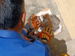 Kucing Malang Terjebur Ke Dalam Sumur Selama 3 Hari, Berhasil Diselamatkan