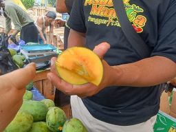 Sensasi Unik Menikmati Mangga Istana Pemalang, Bisa Diputar Seperti Alpukat