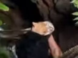 Aksi Heroik Petugas Damkar Pemalang Terjun ke Sumur Sempit Demi Selamatkan Anak Kucing