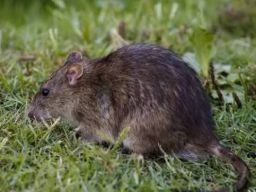 Petani di Pemalang Terancam Gagal Panen Akibat Serangan Hama Tikus