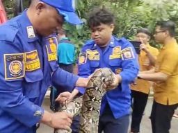 Ular Sanca 4 Meter Dievakuasi Damkar Pemalang dari Saluran Air Permukiman