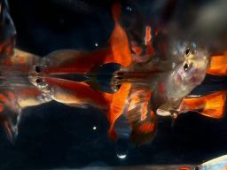 Manfaatkan Lahan Tidur untuk Warga Binaan Kembangkan Budidaya Ikan Hias