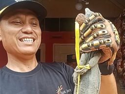 Sempat Ngumpet di Dalam Kulkas, Biawak Dievakuasi Damkar Pemalang