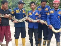 Sedang Kerja Bakti, Warga Kendalrejo Dikagetkan Dengan Kemunculan Ular Sanca 3 Meter